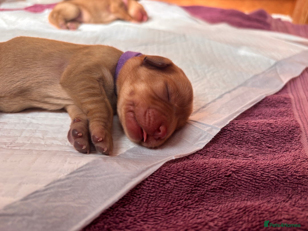 Labrador Retriever dogs for sale: KC Reg ‘Fox Red’ Labrador Retrievers  - Image 13