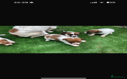 Jack Russell dogs for sale: Beautiful Jack Russell puppies  - Image 2
