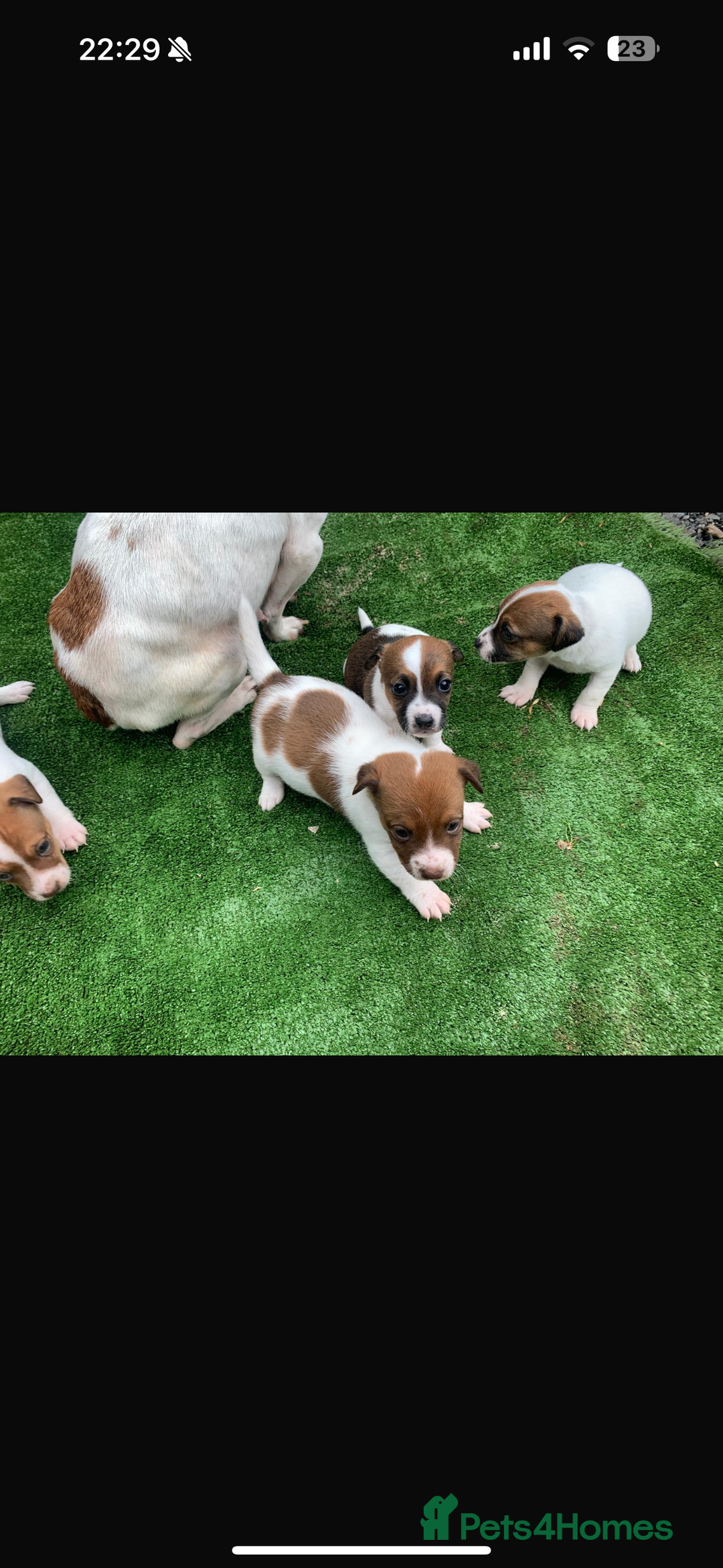 Jack Russell dogs for sale: Beautiful Jack Russell puppies  - Image 2