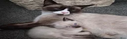 Siamese cats for sale: Siamese x kitten  - Advert 7