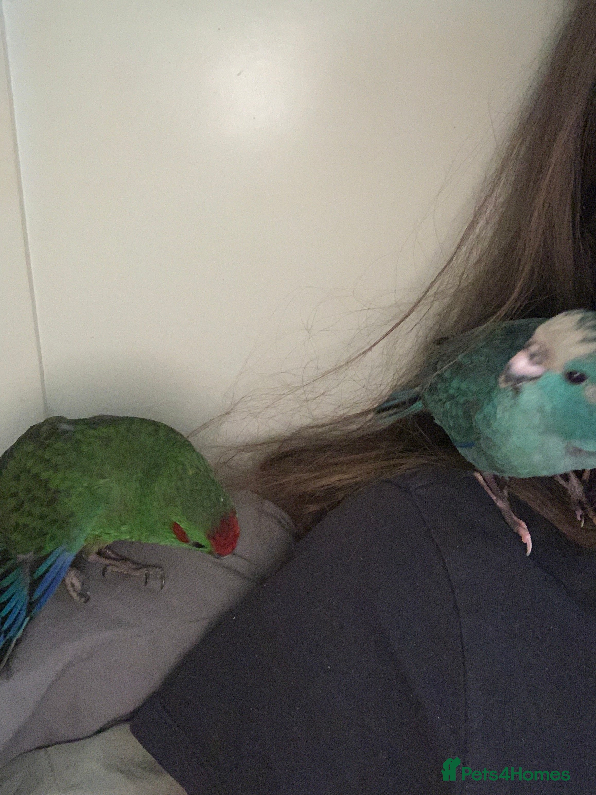 Parakeets birds 2 Hand Reared Baby Kakarikis  - Advert 1