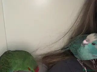 Parakeets birds 2 Hand Reared Baby Kakarikis - Advert 1