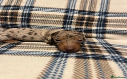 Miniature Dachshund dogs for sale:  Miniature Daschunds . Ready 23rd/24th December  - Advert 5