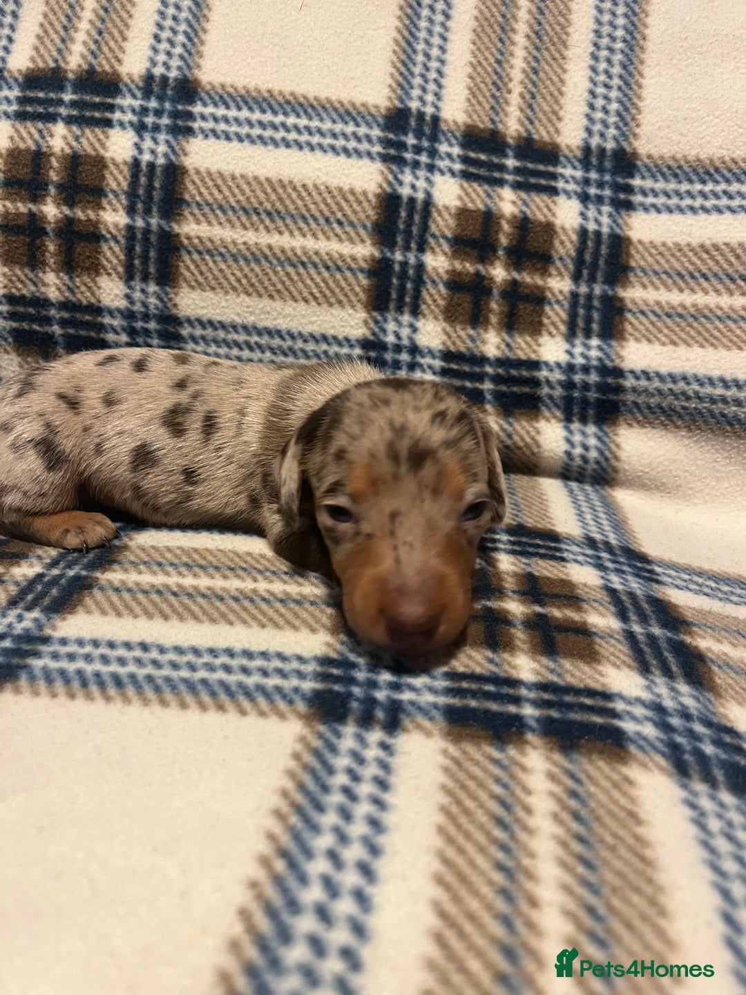 Miniature Dachshund dogs for sale:  Miniature Daschunds . Ready 23rd/24th December  - Advert 5