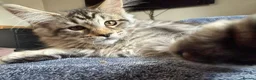Maine Coon cats for sale: Full Maine coon born 14th feb kittens  - Advert 5