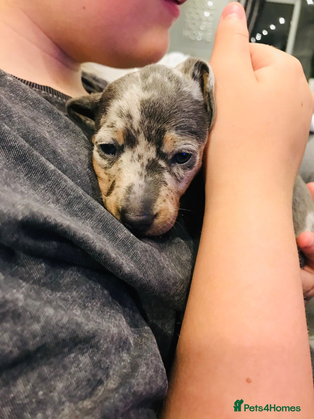 Miniature Dachshund dogs for sale: 4 beautiful miniature dachshunds 4 weeks old - Image 7