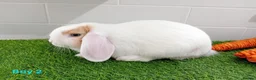 Mini Lop rabbits for sale: Mini Lop Baby Bunnies - Ready now!! - Advert 7