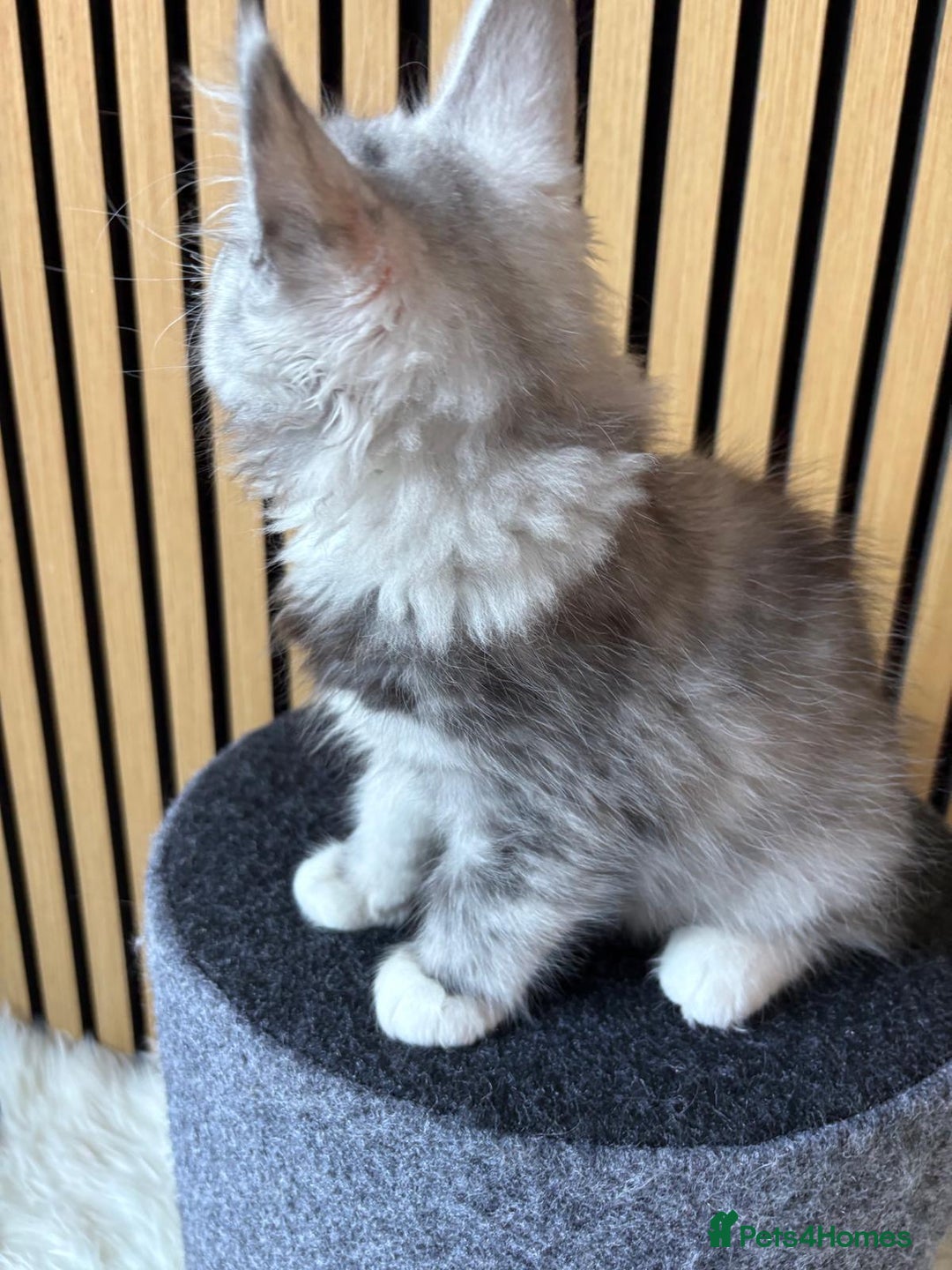 Maine Coon cats for sale: XL Maine Coon Kittens for Sale – TICA Reg - Advert 21