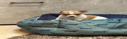 Chihuahua dogs for sale: Beautiful Purebred Chihuahua Puppies  - Advert 7