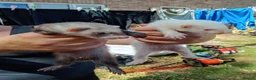 Ferret rodents for sale: Ferret hob kits in Hereford - Advert 14