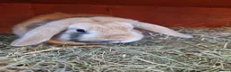 French Lop rabbits for sale: Adult rabbits to rehome in Crawley - Advert 10