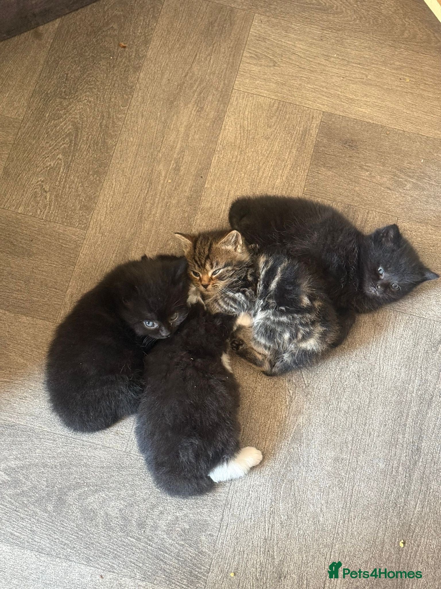 Mixed Breed cats Persian and tabby Ebony kitten - Advert 18
