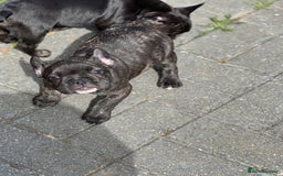 French Bulldog dogs for sale: 4 cute puppies looking for new loving homes - Image 11