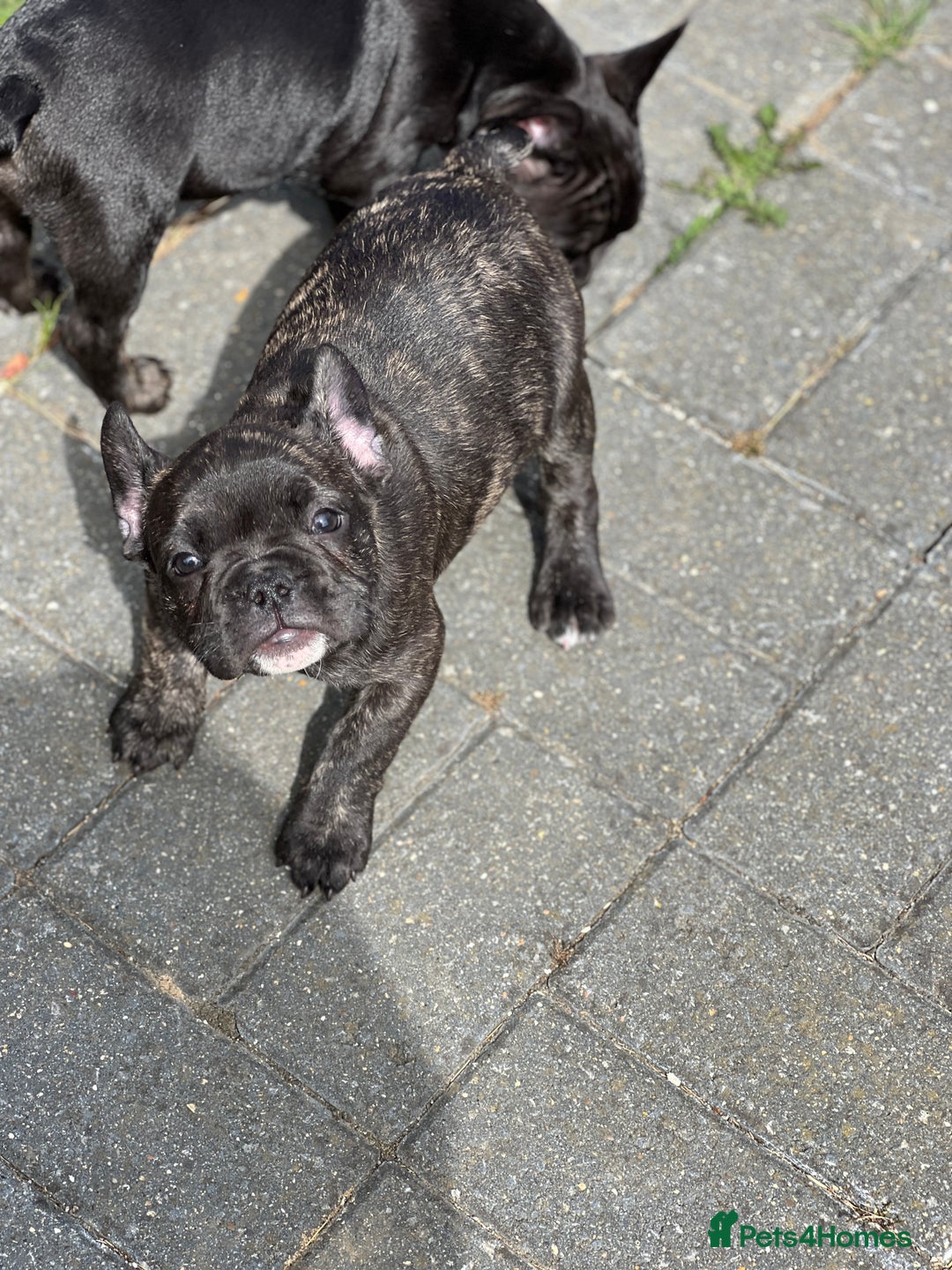 French Bulldog dogs for sale: 4 cute puppies looking for new loving homes - Image 11