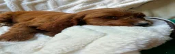 Cocker Spaniel dogs for sale: 9 Gorgeous Cocker Spaniel Puppies For Sale! - Advert 23