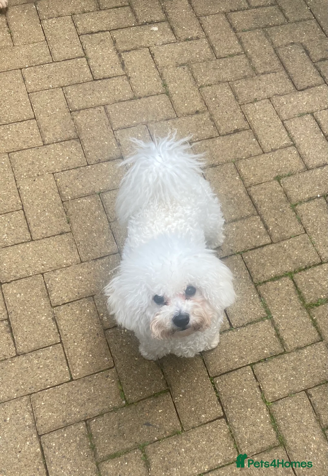 Bichon Frise dogs for stud: Bichon Frise *for stud only* in Hoddesdon - Advert 6