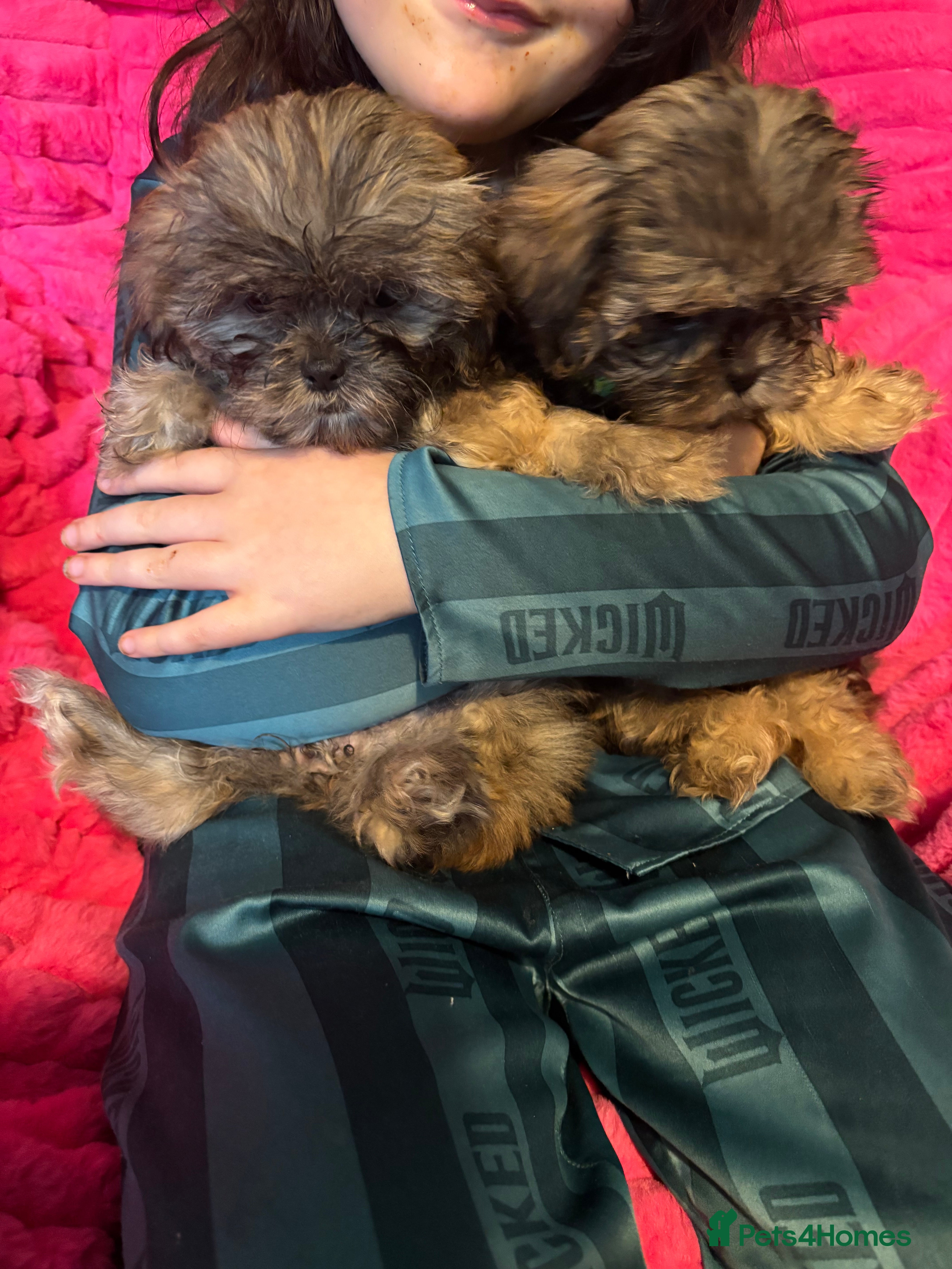 Shih Tzu dogs Adorable Puppies Looking for Their Forever Homes  - Advert 3