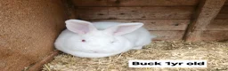 New Zealand rabbits for sale: Free New Zealand whites in Lowestoft - Advert 3