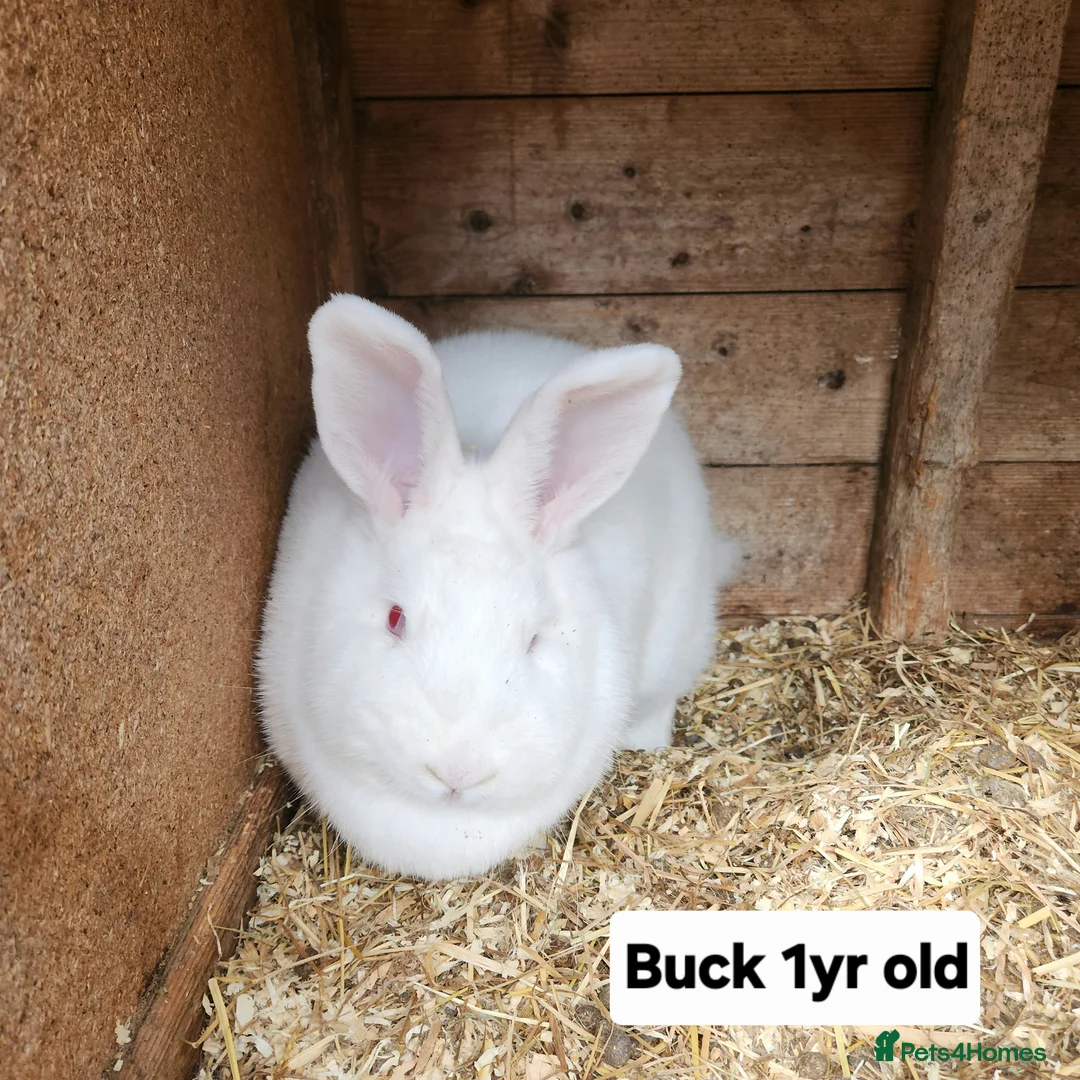 New Zealand rabbits for sale: Free New Zealand whites in Lowestoft - Advert 3