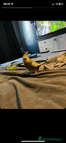 Cockatiels birds - Advert 16