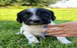 English Springer Spaniel dogs for sale: KC REG ENGLISH SPRINGER SPANIEL - Image 14