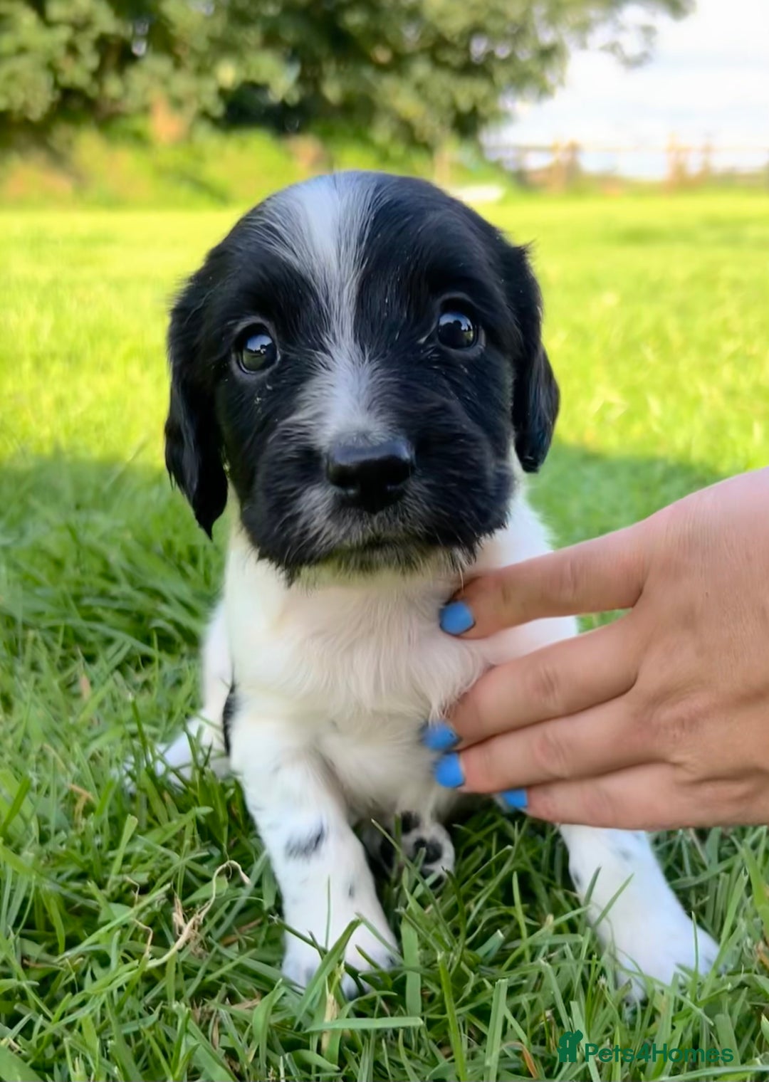 English Springer Spaniel dogs for sale: KC REG ENGLISH SPRINGER SPANIEL - Image 14