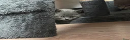 British Shorthair cats for sale: Beautiful British shorthair 1 girl left! - Advert 8