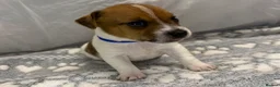 Jack Russell dogs for sale: Bred From Health Tested Parents Jack Russell Pups - Advert 13