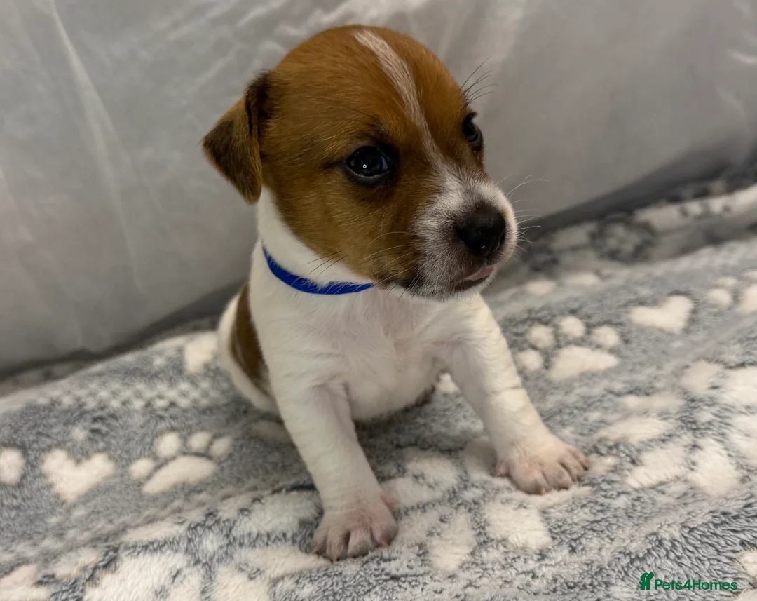 Jack Russell dogs for sale: Bred From Health Tested Parents Jack Russell Pups - Advert 13