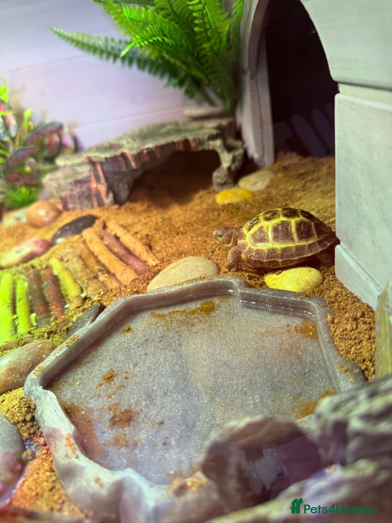 Tortoise reptiles Horsfield Tortoise and full set up   - Advert 1