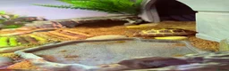 Tortoise reptiles for sale: Horsfield Tortoise and full set up   - Advert 1