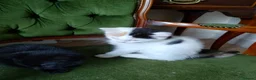 Mixed Breed cats for sale: Female kittens beautiful nature  - Advert 6