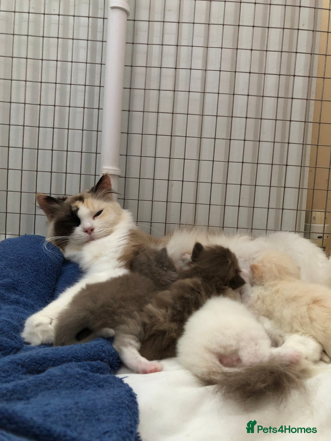 Ragdoll cats for sale: Tica reg Cherubim Ragdoll bonded siblings. Male.  - Advert 5