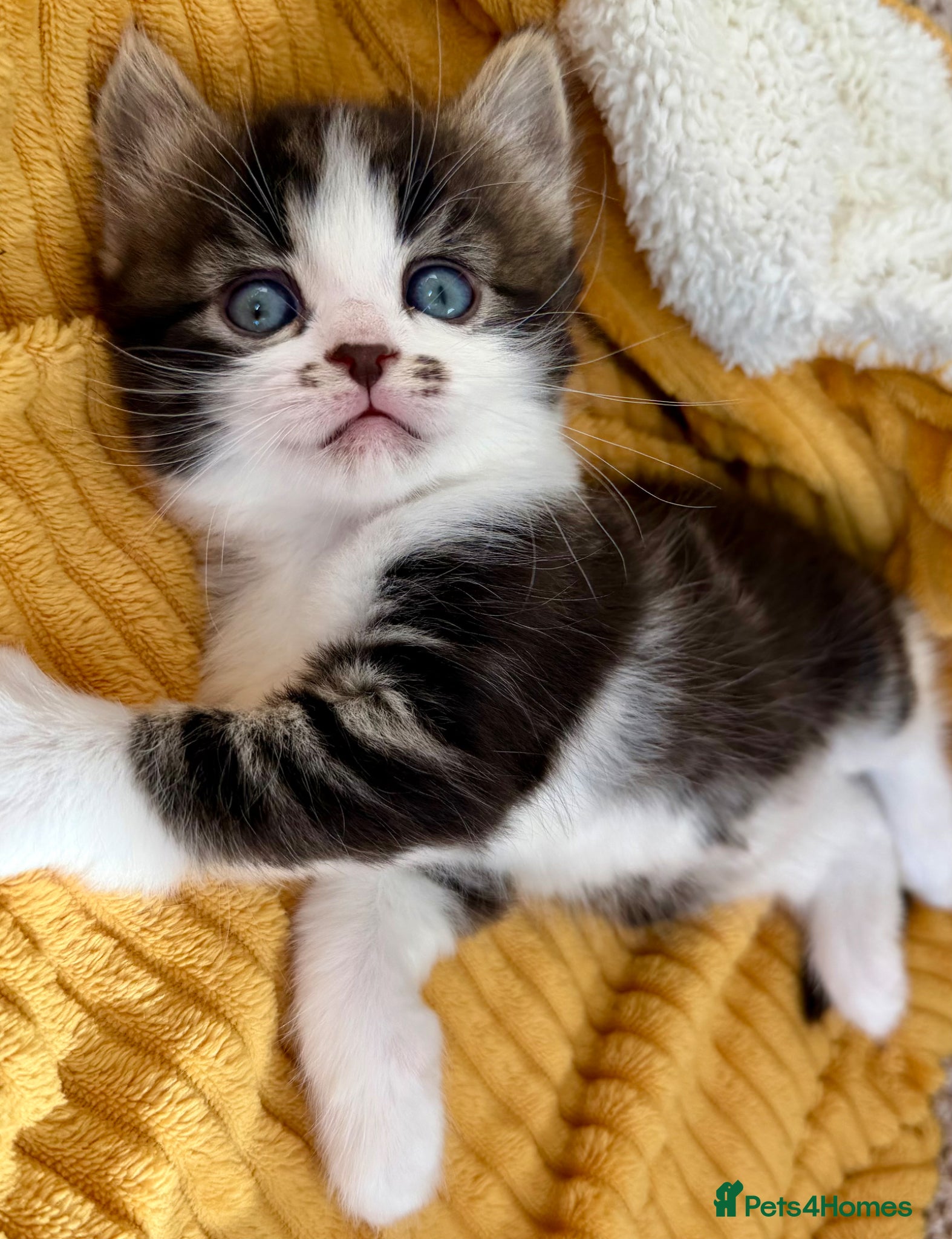 Mixed Breed cats for sale: Gorgeous, lovely Tabby kittens looking for home💕 - Advert 9