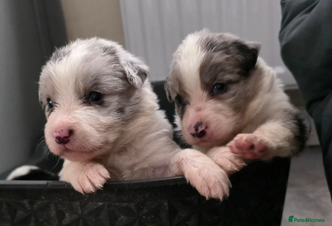 Border Collie dogs for sale: ​Border Collie Pups: Rare Slate Merle & B/W - Advert 1