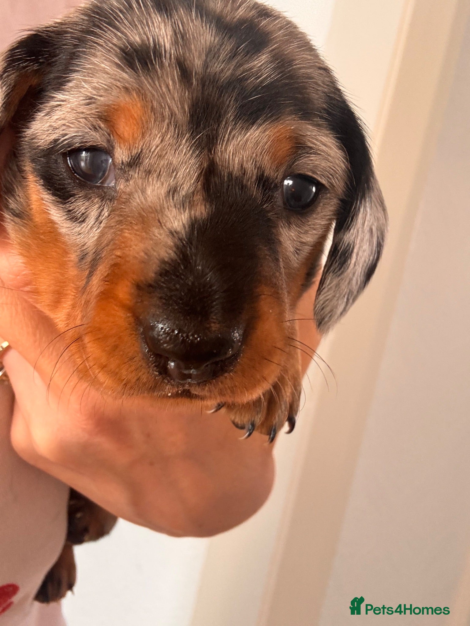 Miniature Dachshund dogs Miniature Dachshund Puppies 3 Girls & 1 Boy 🐾 - Advert 2