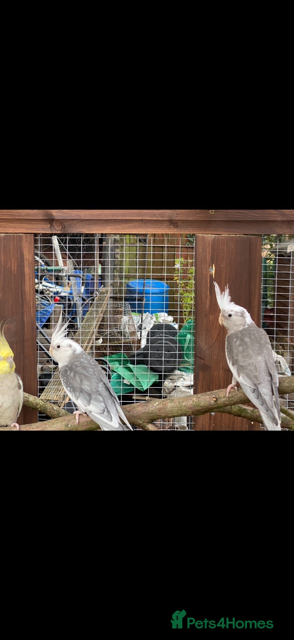 Mixed Breed birds Birds  - Advert 1