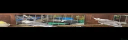 Mixed Breed birds for sale: Birds  - Advert 1