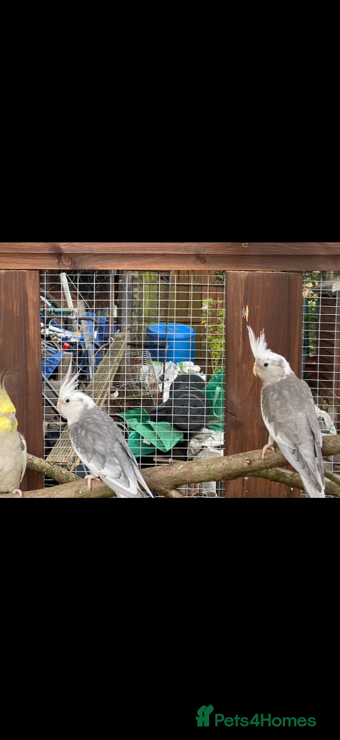 Mixed Breed birds for sale: Birds  - Advert 1