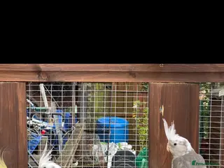 Mixed Breed birds Birds - Advert 13