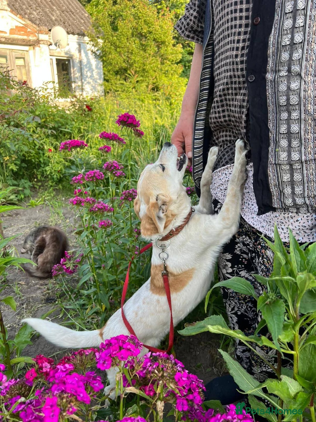 Mixed Breed dogs for adoption: 💖🐶 JULIET 🐶💖 - Image 18