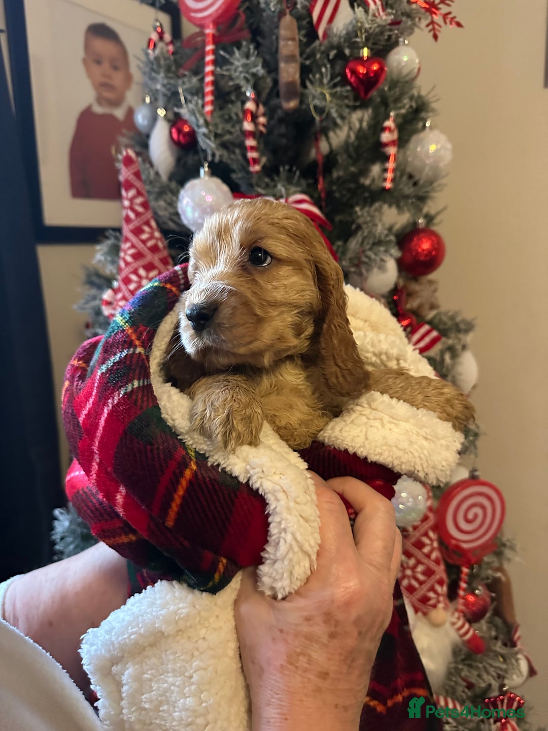 Cocker Spaniel dogs for sale: KC Golden Show Cocker Spaniel  READY TO GO! - Advert 20