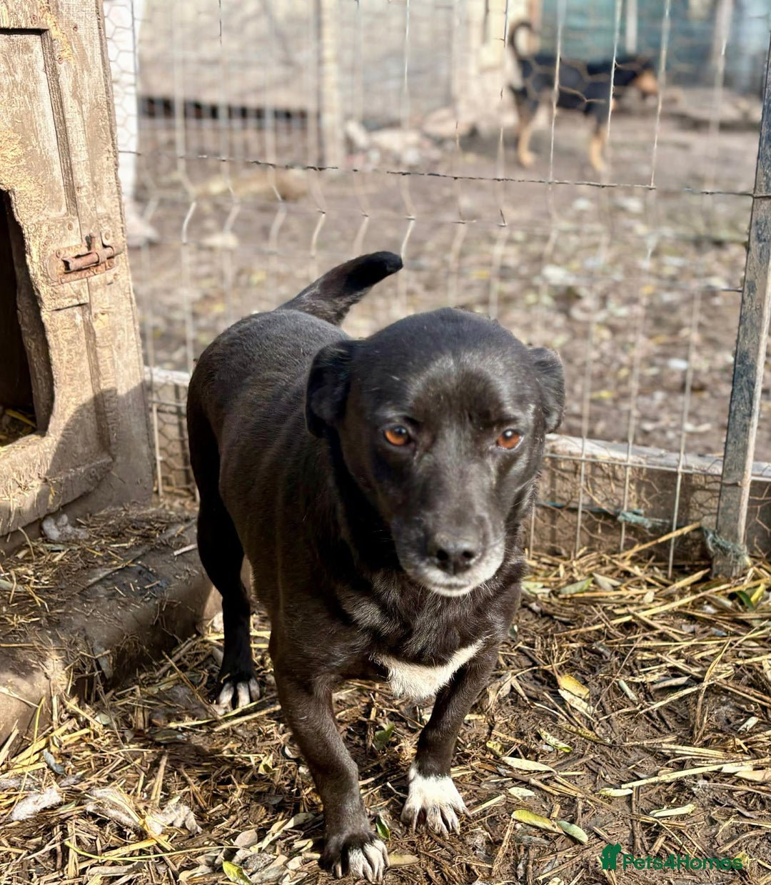 Mixed Breed dogs for adoption: 💕 Bramble - Advert 1