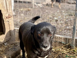 Mixed Breed dogs 💕 Bramble - Advert 2