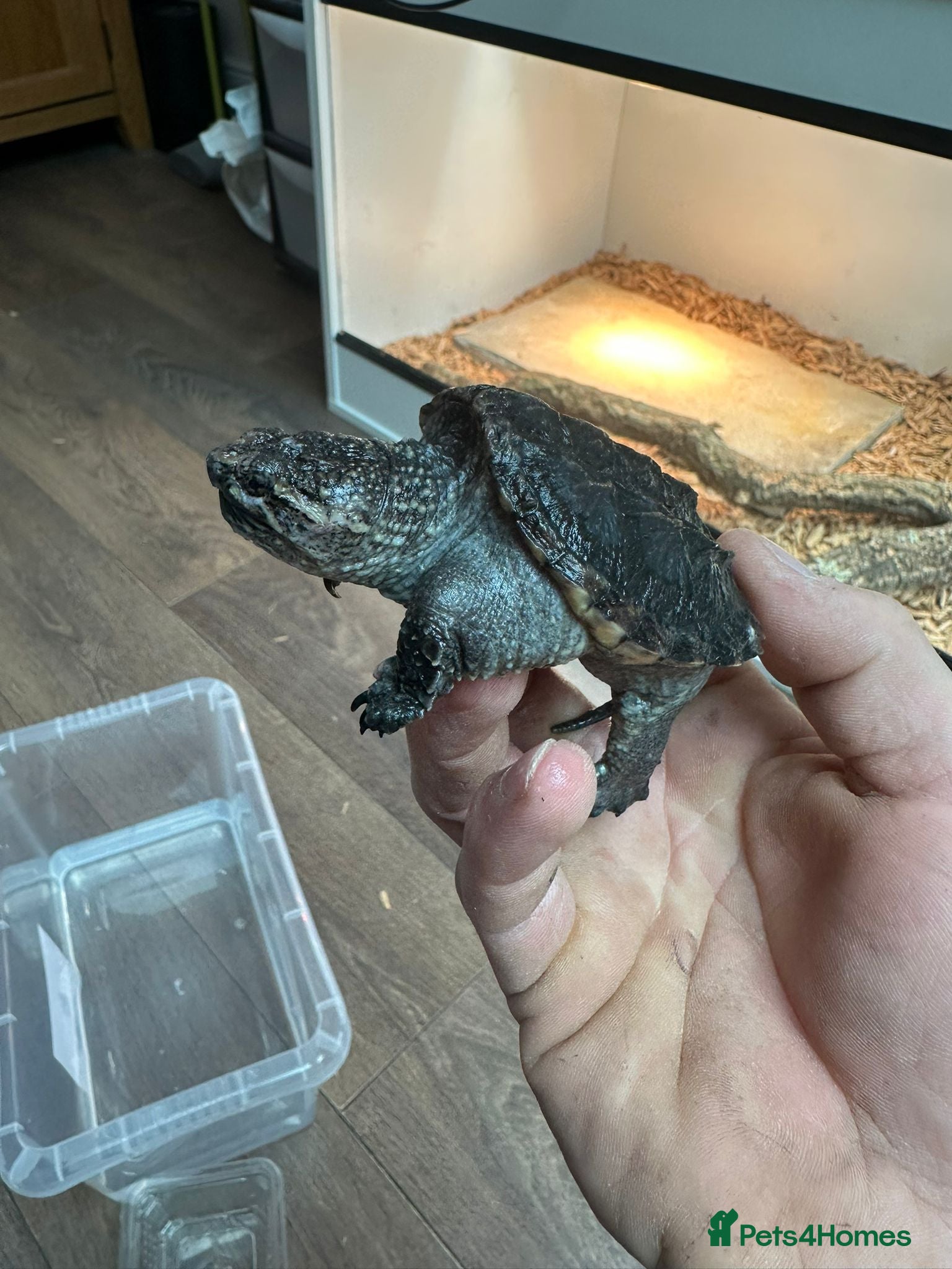 Turtle reptiles for sale: Snapping turtles and pac man frogs  - Advert 1