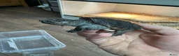 Turtle reptiles for sale: Snapping turtles and pac man frogs  - Advert 1