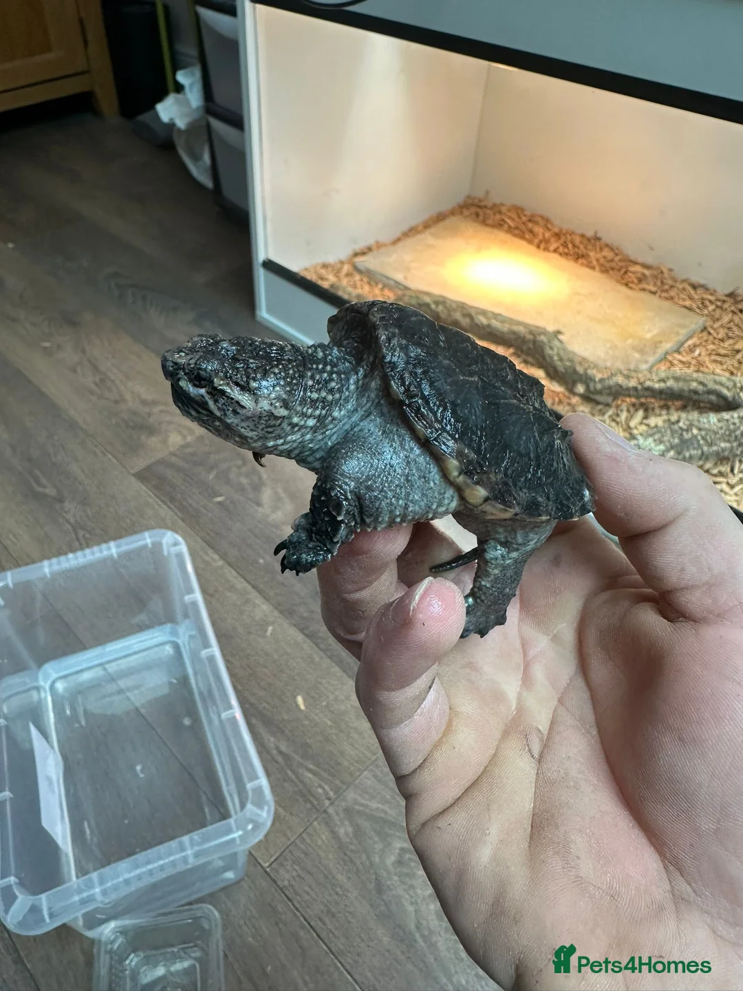 Turtle reptiles for sale: Snapping turtles and pac man frogs  - Advert 1