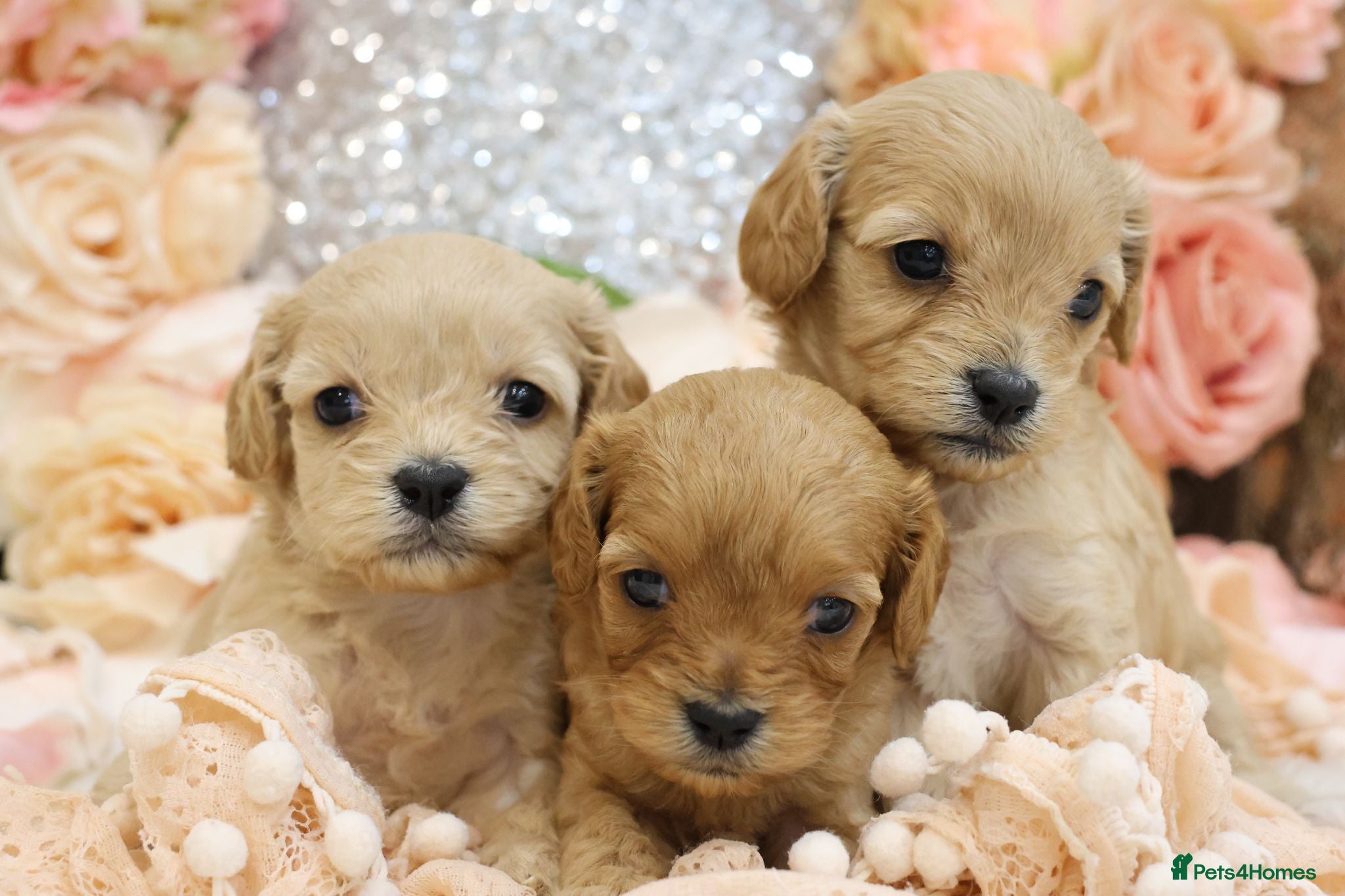 Cavapoo dogs *HEALTH TESTED*Cavapoo Puppies 5*LICENSED BREEDER* - Advert 2