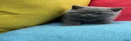 British Shorthair cats for sale: British Shorthair Kittens - GCCF - Advert 38