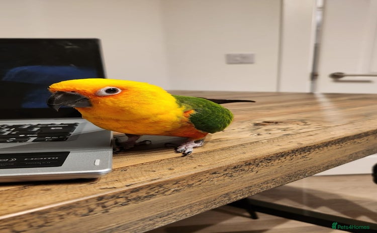 Conures birds - Advert 5
